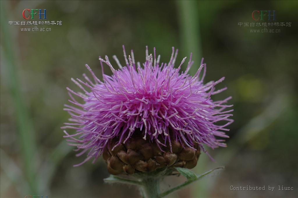  p>漏芦属双子叶植物纲菊科植物.多年生草本植物.