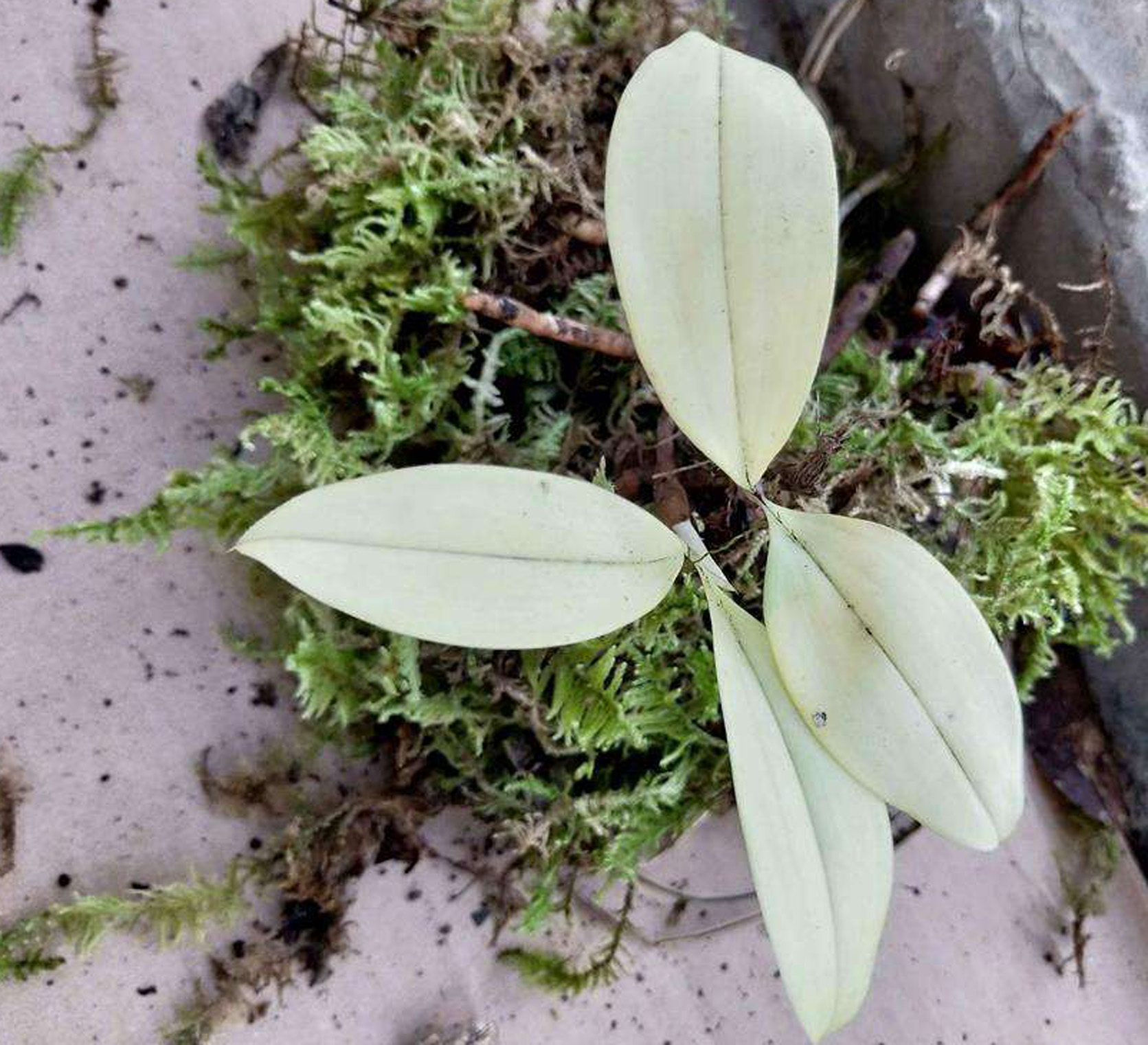  p>兔耳兰(学名: i>cymbidium lancifolium /i>  hook.