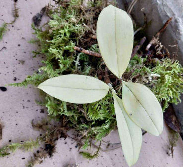 兔耳兰（兰科兰属植物）_百度百科