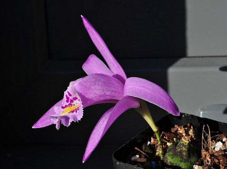  p>疣鞘独蒜兰(学名: i>pleione praecox /i>  (j. e. smith) d.