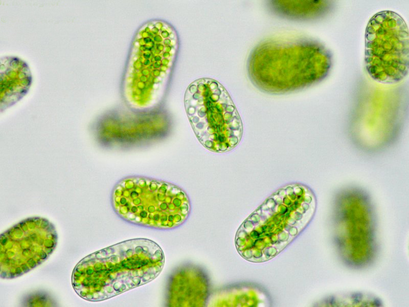  p>近略大水绵, a target="_blank" href="/item/营养细胞/836992"