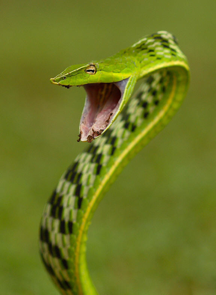  p>绿蛇 /p> p>green snake /p> p>几种身体绿色的蛇. /p>