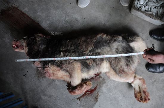 枣庄狼伤人事件