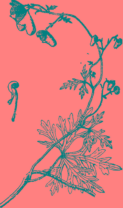  p>紫乌头(拉丁学名: i>aconitum episcopale /i> levl.