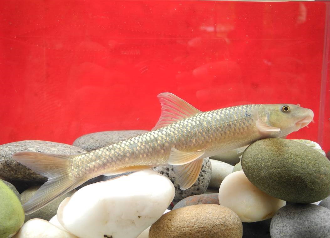  p> a href="#"> /a> /p> p>泉水鱼, i>semilabeo prochilus  /i>