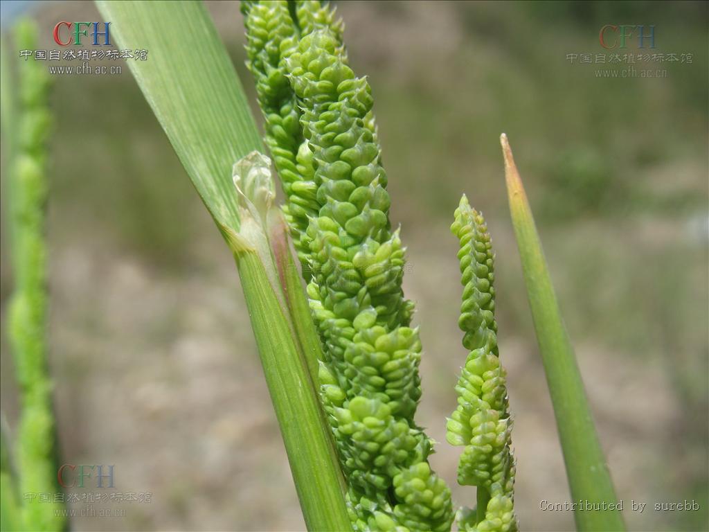  p>菵草属为禾本科, a target="_blank" href="/item/早熟禾亚科