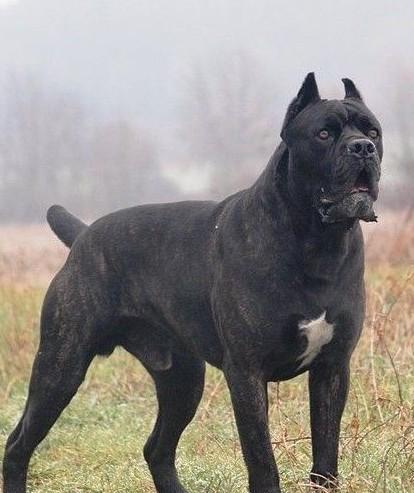  p>卡斯罗的祖先是一种名为 "canis pugnax"的古罗马猛犬.