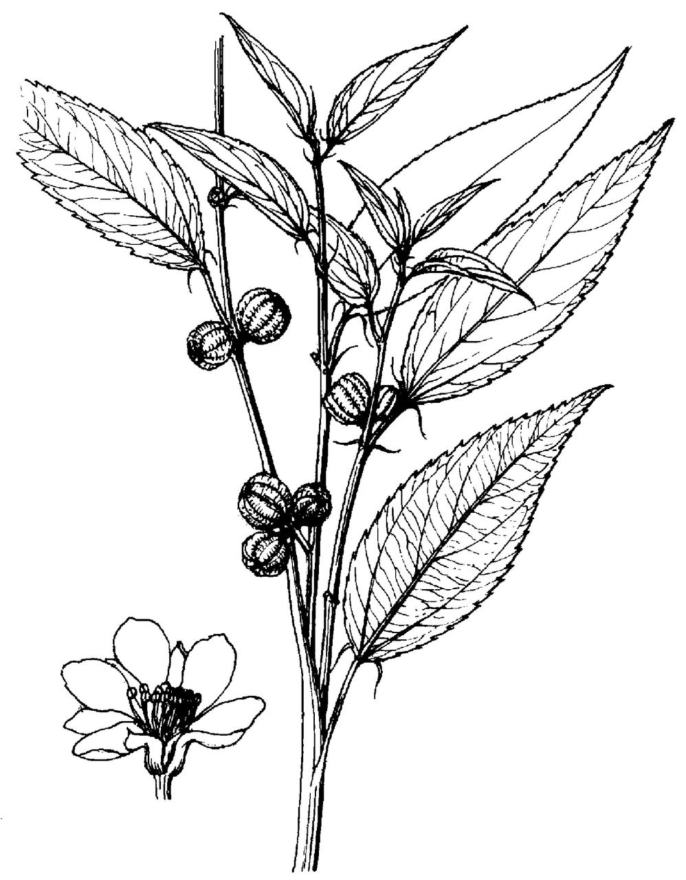 " data-lemmaid="6293535">韧皮纤维 /a>作物,一年生直立木质草本,高1