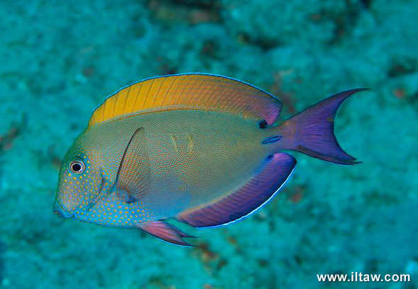  p>双斑刺尾鱼,  i>acanthurus nigrofuscus /i> (forssk  l,1775),为