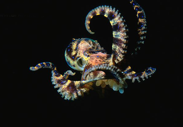  p>斑点豹纹蛸(学名: i>hapalochlaena maculosa /i>):体长约20厘米.