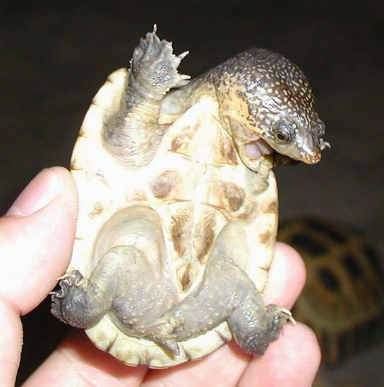 三弦巨型鹰嘴泥龟