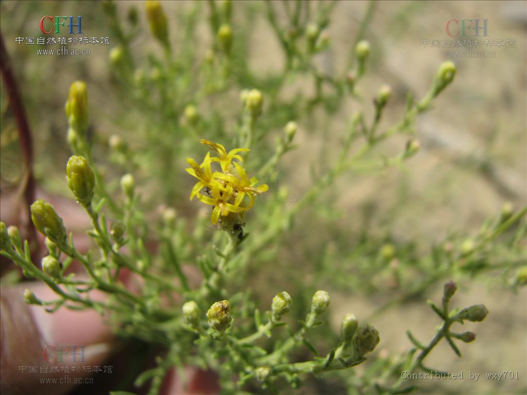  p>麻菀属(学名:linosyris cass.