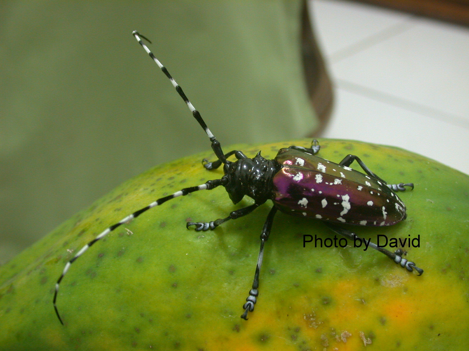 p>幼虫蛀食桑树枝干,致隧道宽大,树皮龟裂,养分,水分传送受阻,使 a