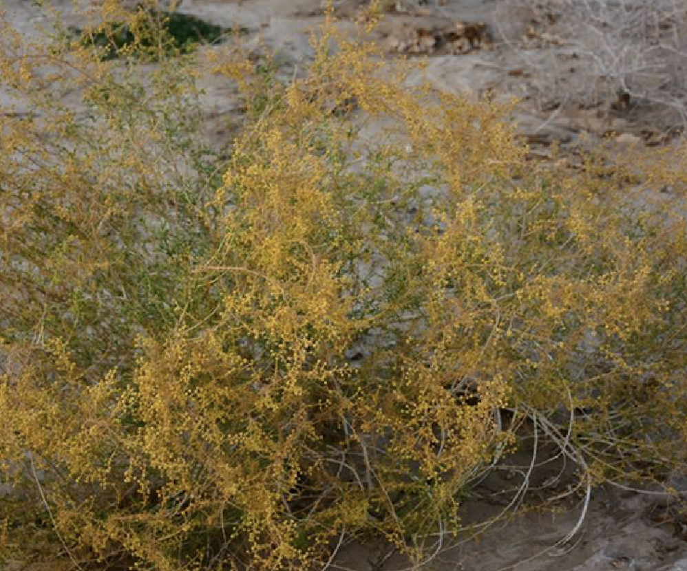  p> b>沙蒿 /b>(学名: i> i>artemisia desertorum /i>  /i>spreng.