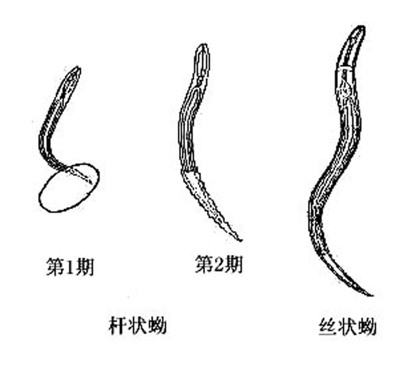  p>十二指肠钩口线虫(ancylostoma duodenale),简称为十二指肠钩虫,寄