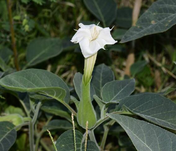  p>毛曼陀罗(学名: i>datura innoxia /i> mill.)是茄科曼陀罗属植物.