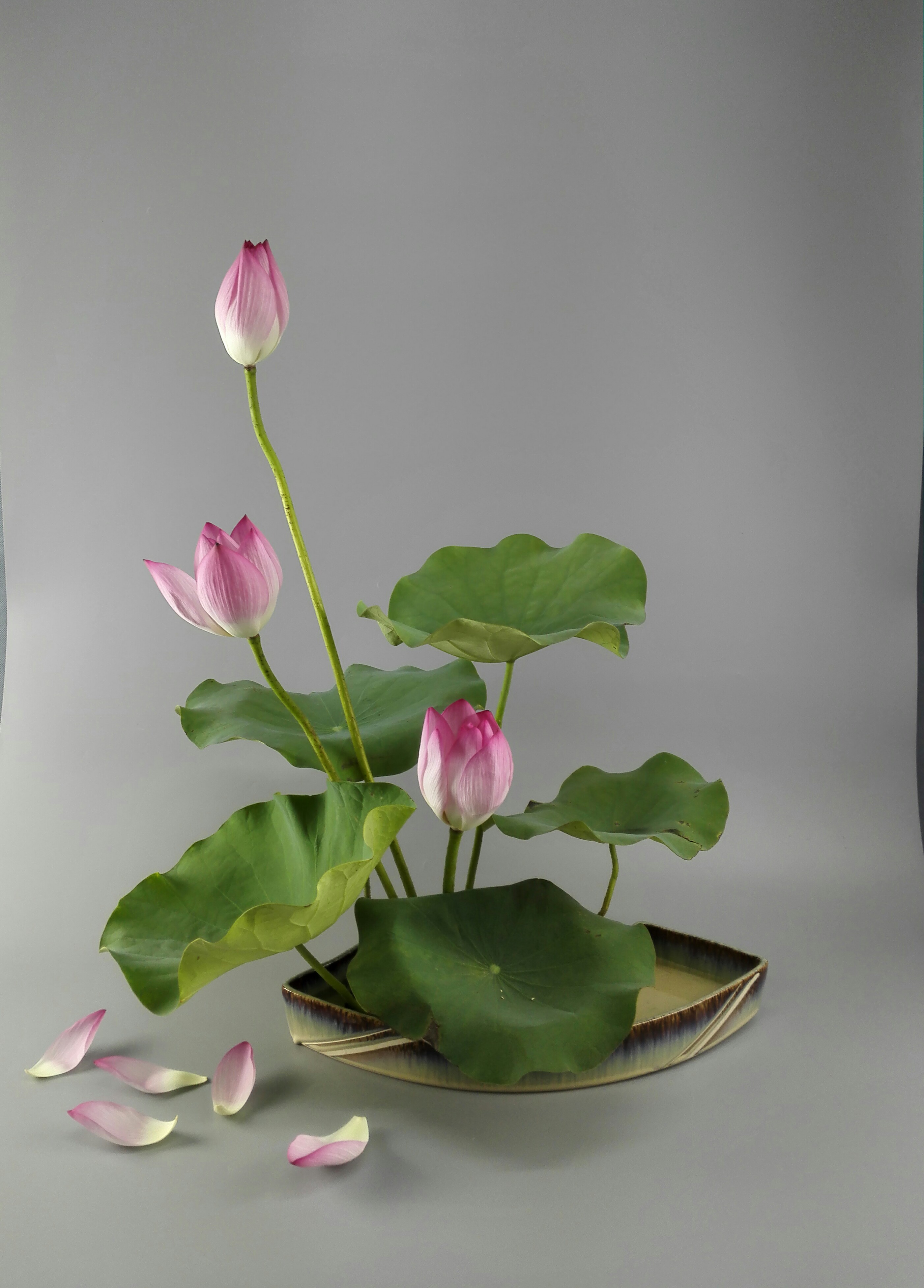 08ncyadf">中田虹葩女士(日籍华人),中国国家职业技能鉴定插花考评员