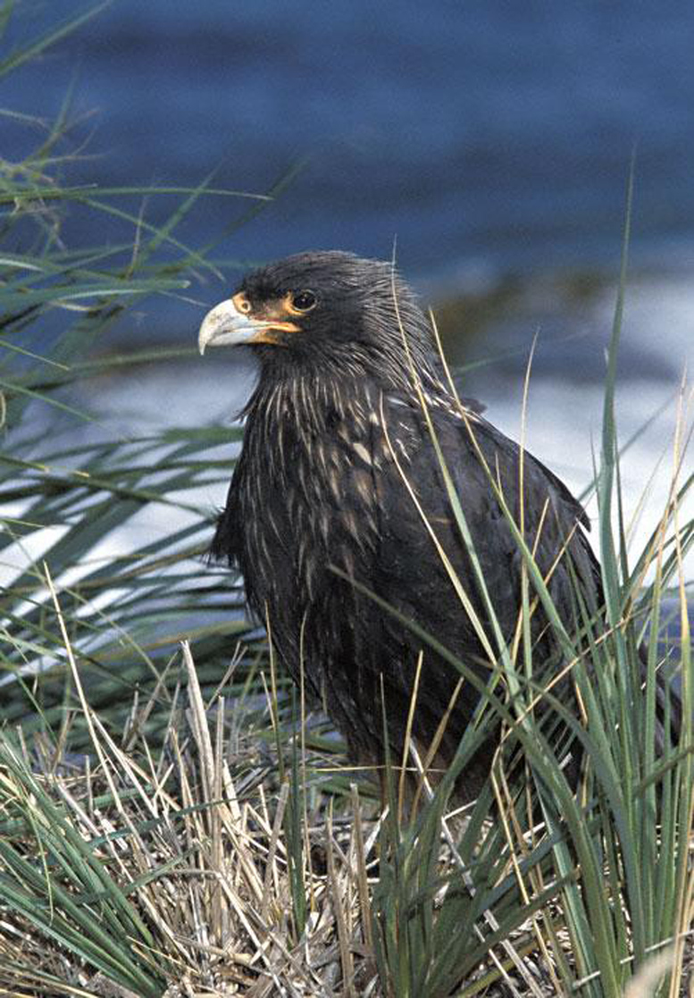 accipiter striatus