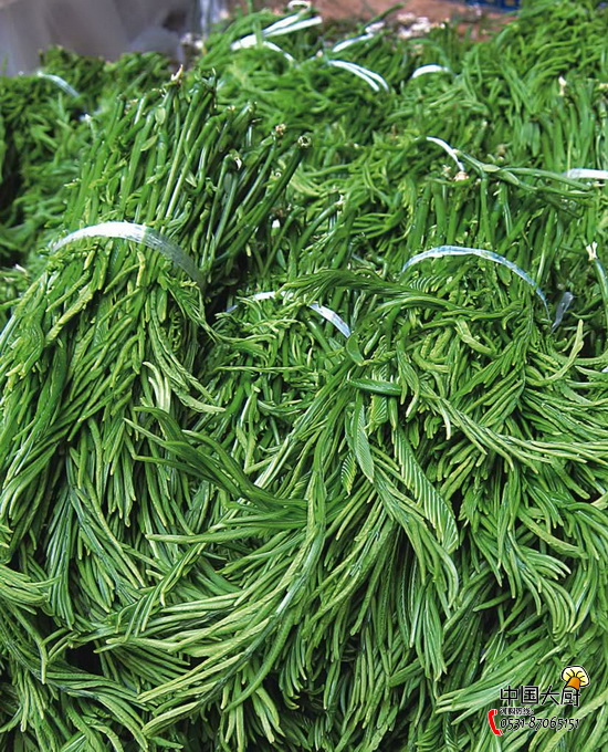  p>臭菜别名羽叶金合欢,属豆科 a target="_blank" href="/item