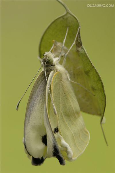  p>菜粉蝶,别名菜白蝶,幼虫又称菜青虫,是我国分布最普遍,危害最严重