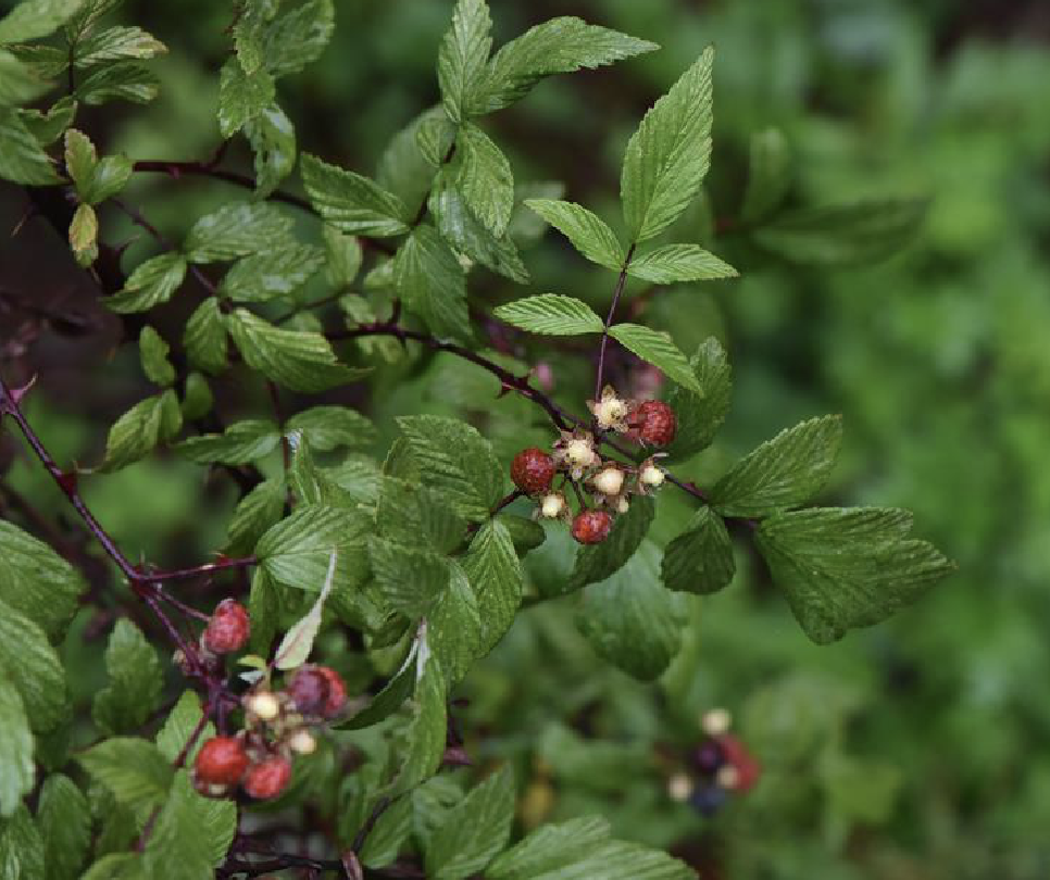  p>红泡刺藤(学名: i>rubus niveus /i> thunb.