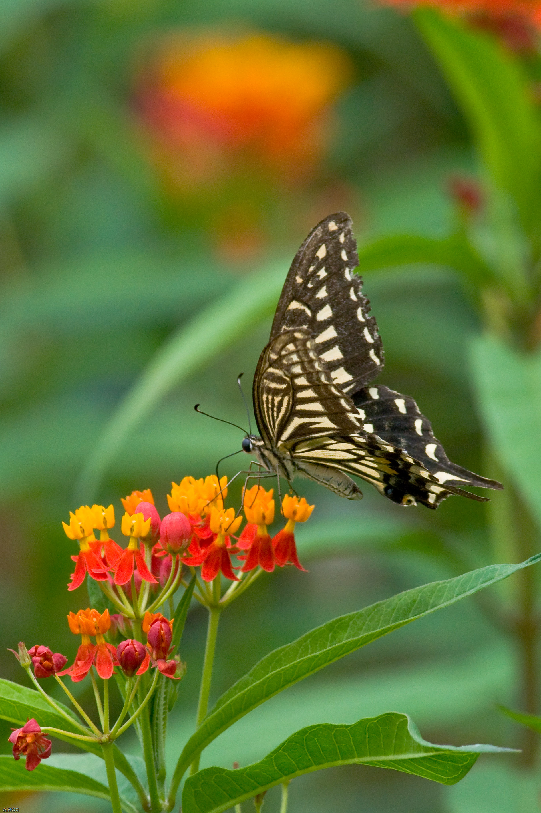  p>柑橘凤蝶(学名: i>papilio xuthus /i>)是凤蝶科,凤蝶属的蝴蝶.