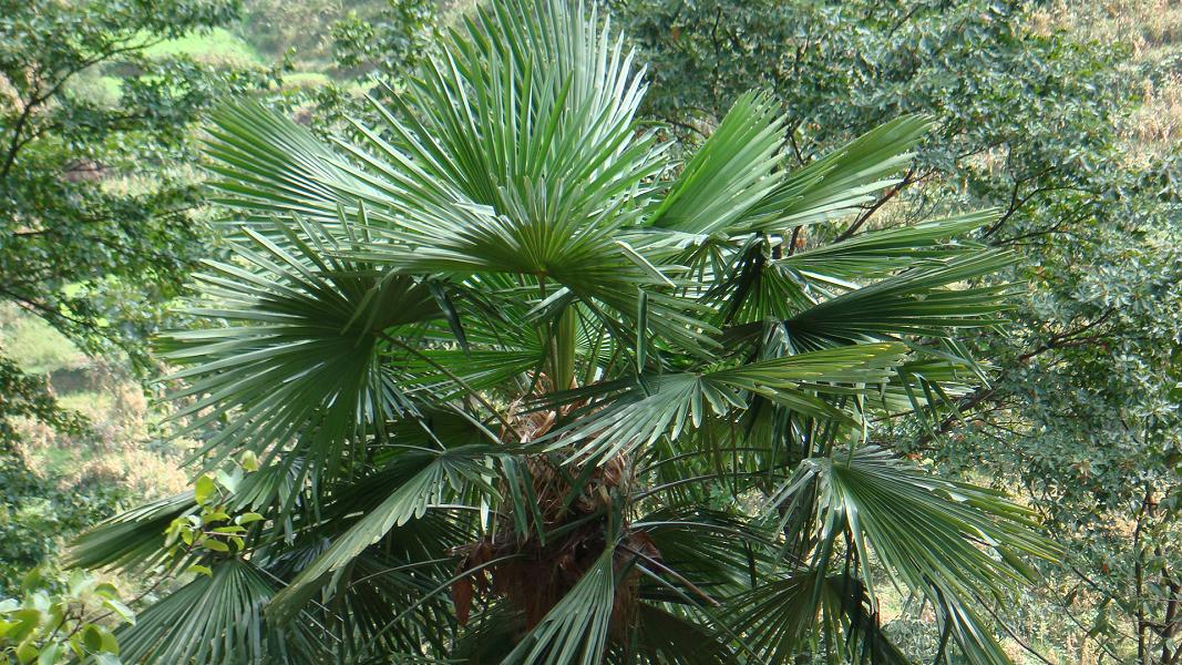 棕树图片 全网资源