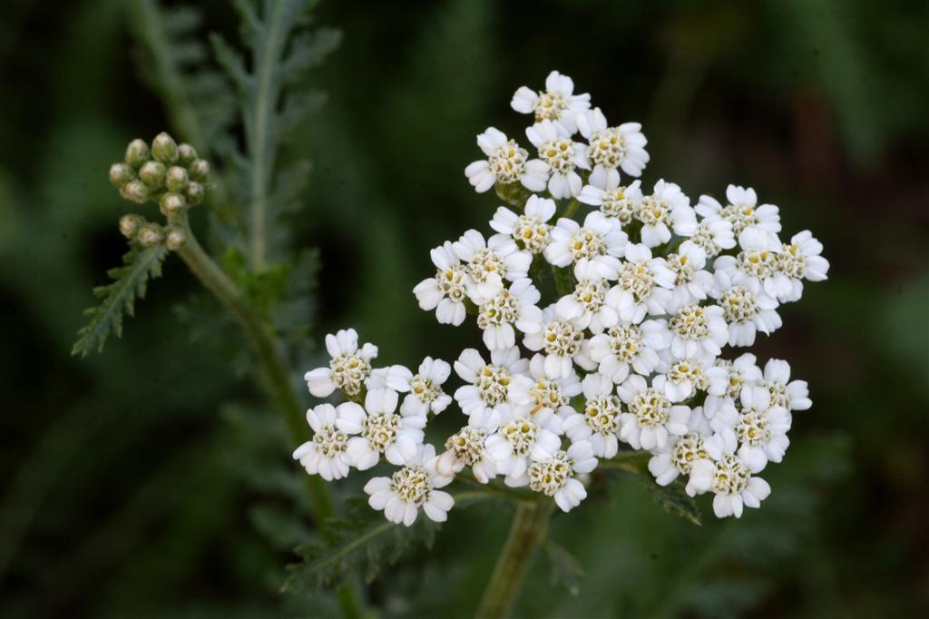 p>中文学名亚洲蓍,拉丁学名achillea asiatica,分布区域;中国东西