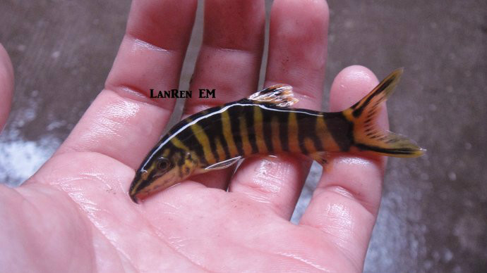  p>壮体沙鳅, i>botia robusta  /i>(wu, 1939), a href="#">鳅科 /a>