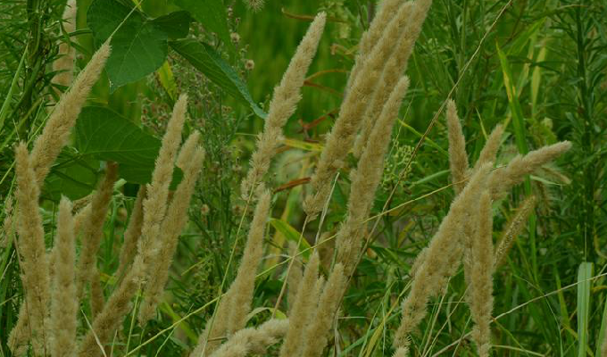  p>拂子茅(学名: i>calamagrostis   epigeios /i>   (l.