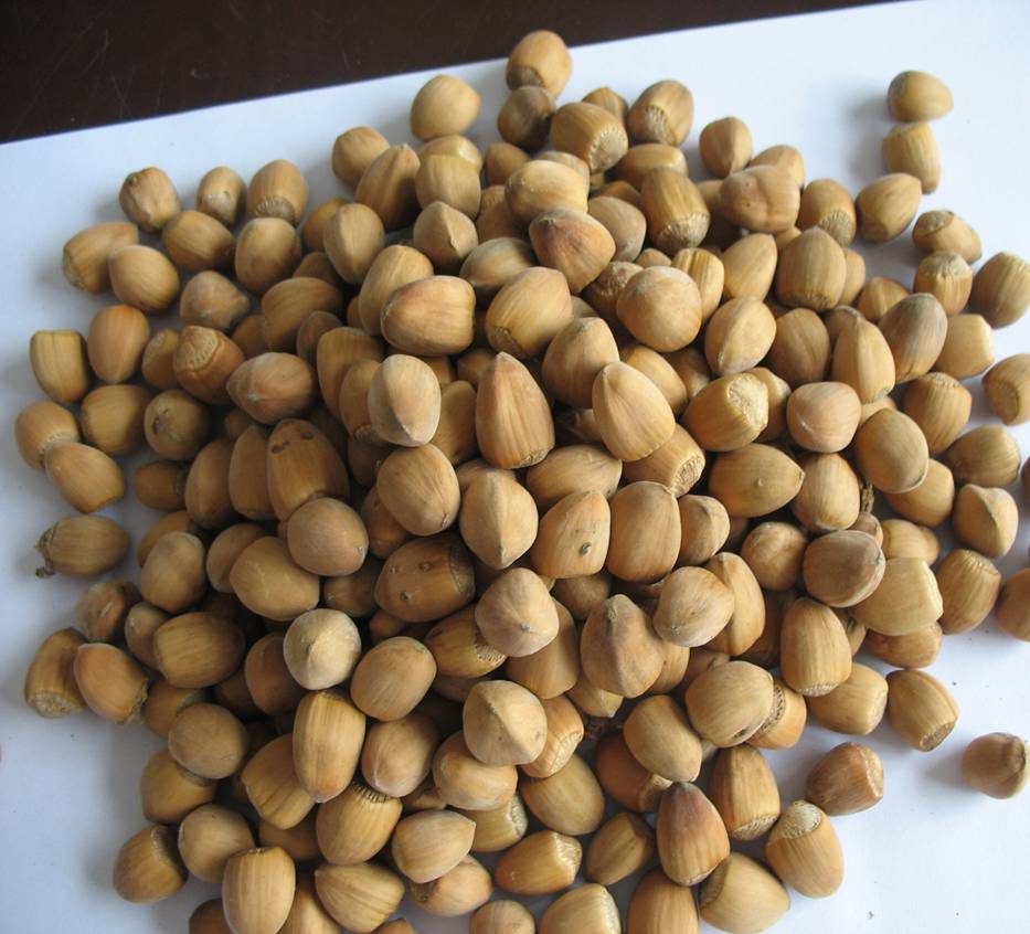  p>大榛,学名corylus maxima,榛科(corylaceae),乔木,原产巴尔干地区.