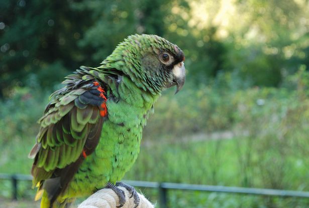  p>贾丁氏鹦鹉(学名: i>poicephalus gulielmi /i>) 在poicephalus属