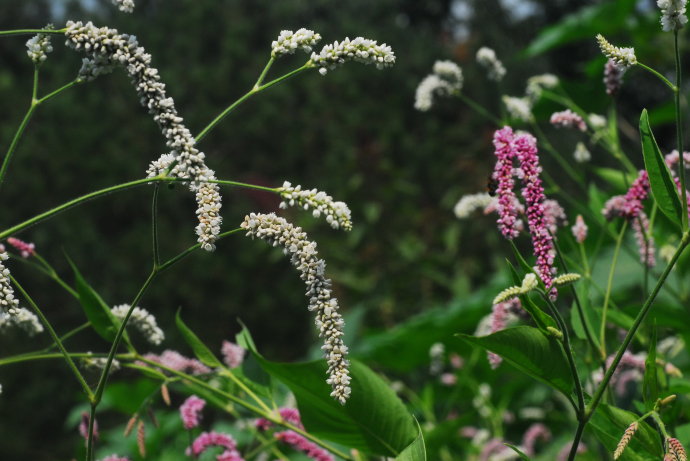  p>白花蓼(学名: i>polygonum coriarium /i> grig.