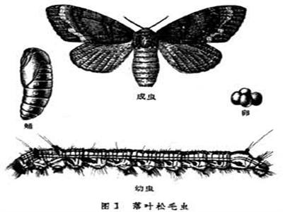 落叶松毛虫