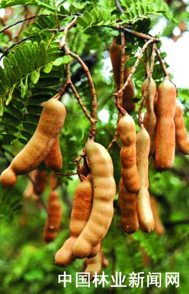 ">酸角 /a>, a target="_blank" href="/item/高麦芽糖浆/6286711"