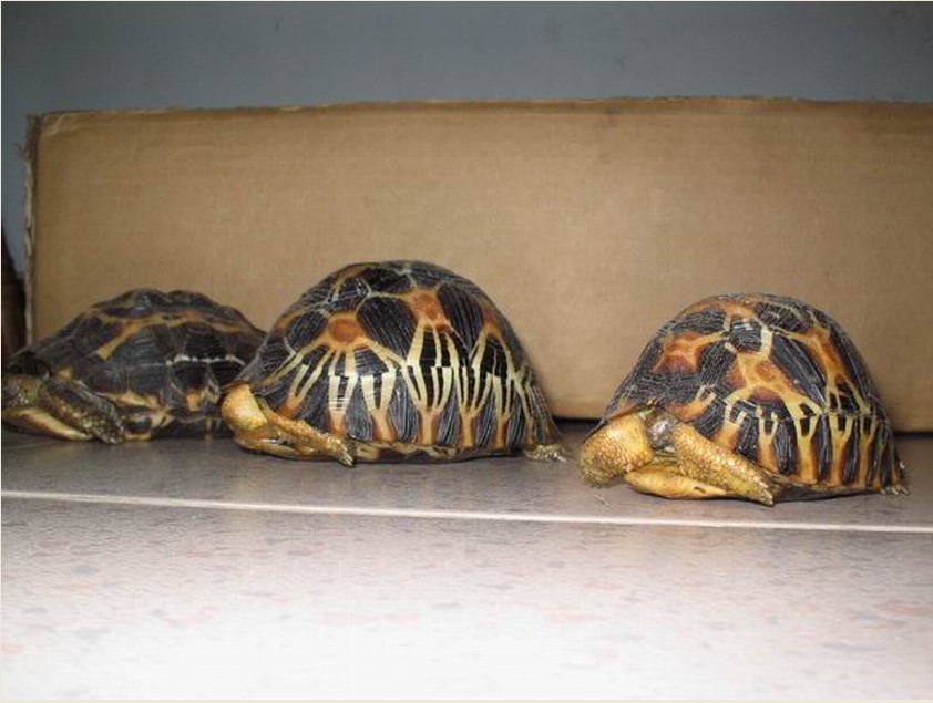  p>马达加斯加陆龟(学名: i>astrochelys yniphora /i>)是陆龟科,马岛