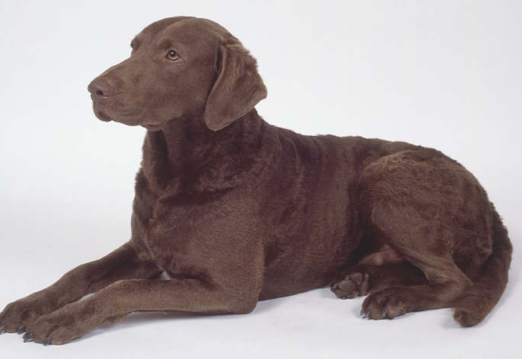  p data-id="gnvegix77n">切萨皮克湾寻猎犬头骨宽而圆,中等大小,微