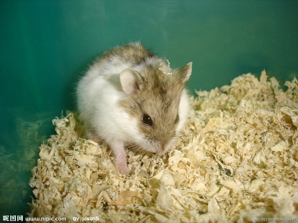  p>花仓是 a href="#" data-lemmaid="8363">仓鼠 /a>的一种,也是一线