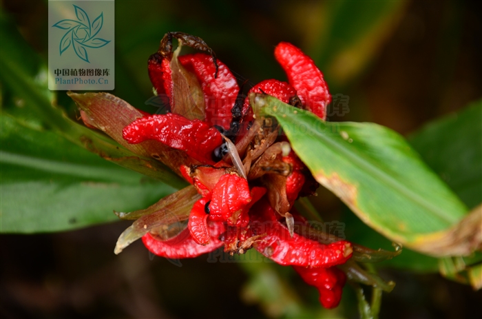 imn">阳荷( i>zingiber striolatum /i> diels)是姜科姜属的草本植物