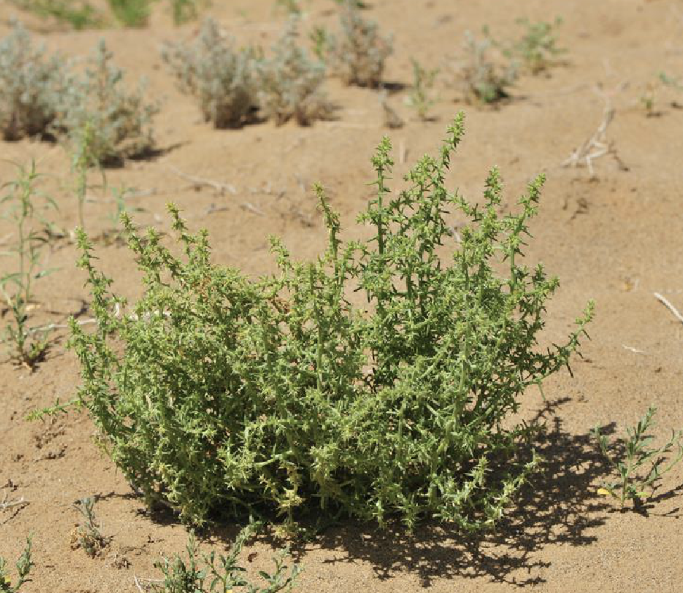  p> a target="_blank" href="/item/阿拉善单刺蓬/1657025" data