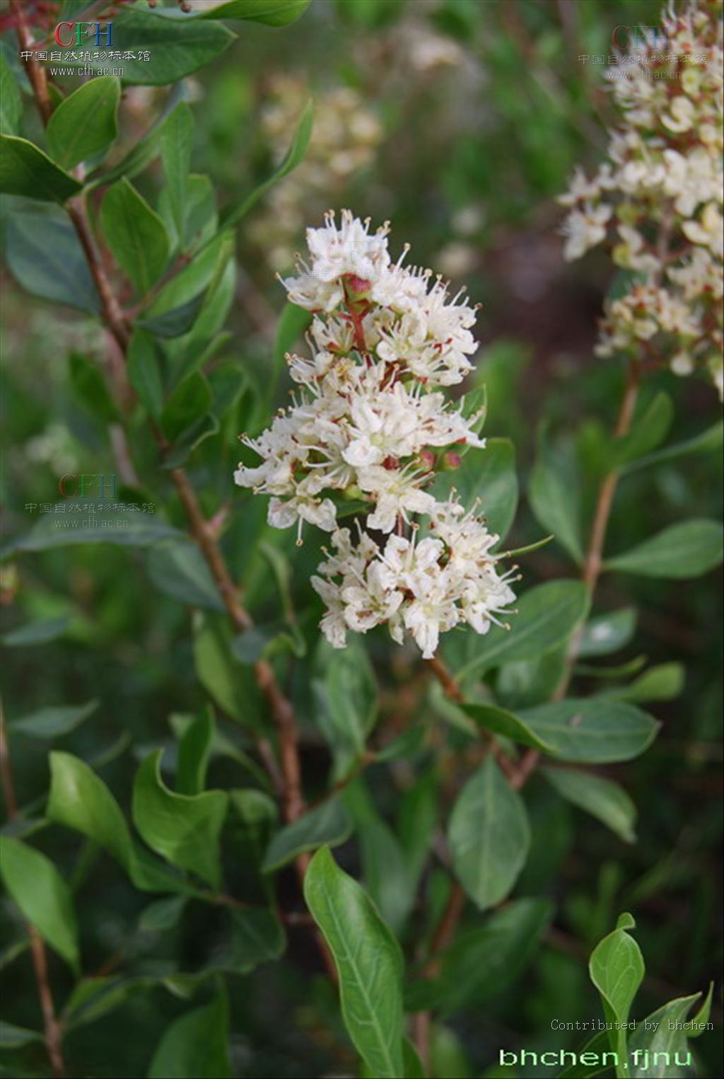  p>散沫花(学名: i>lawsonia inermis /i> l.