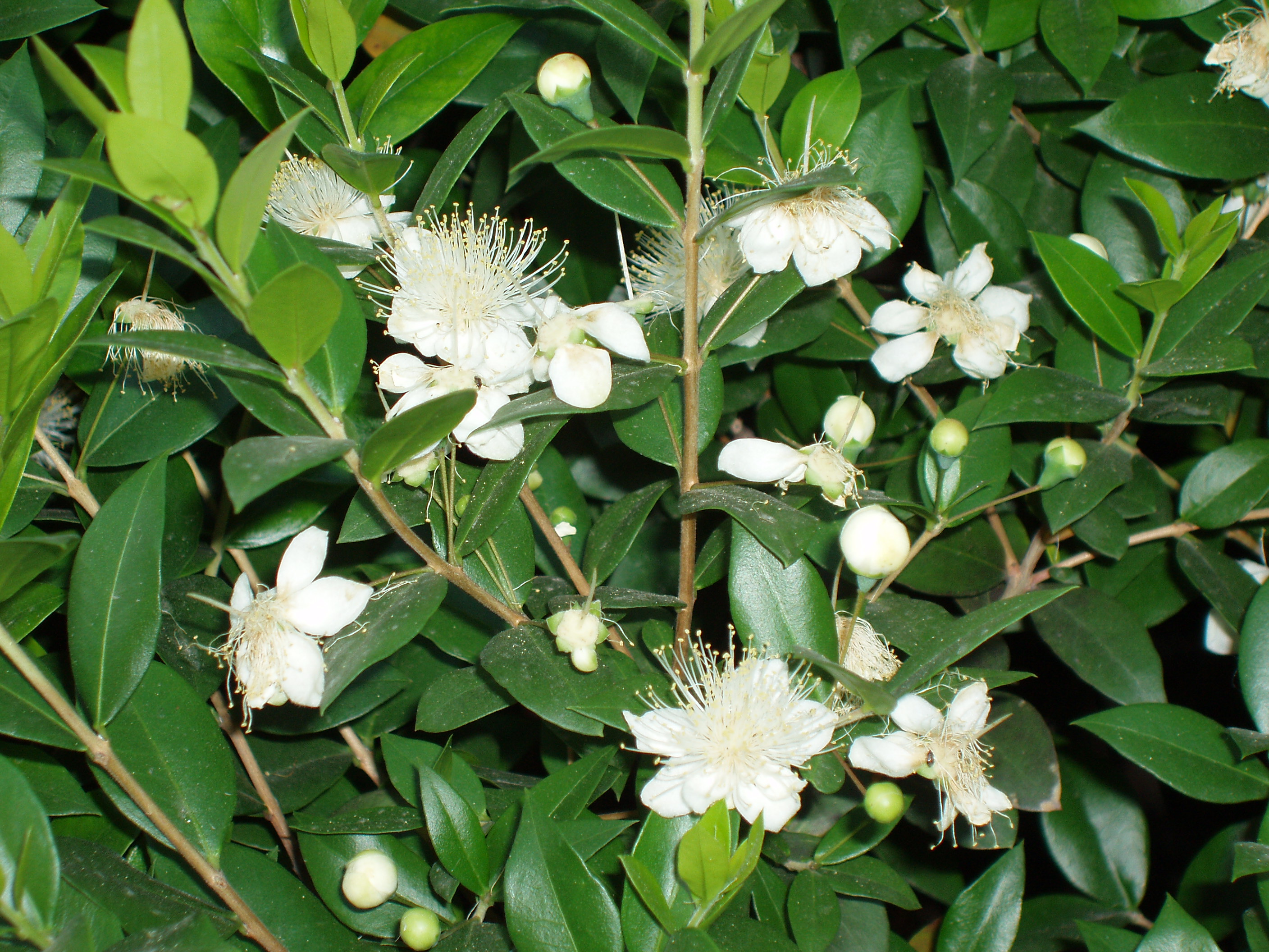  p>香桃木属(学名:myrtus linn), a href="#" data-lemmaid="8702298"