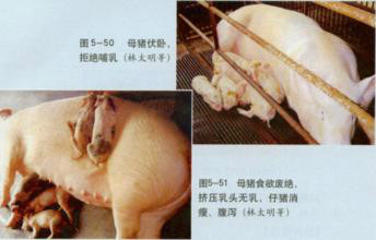 母猪无乳综合症