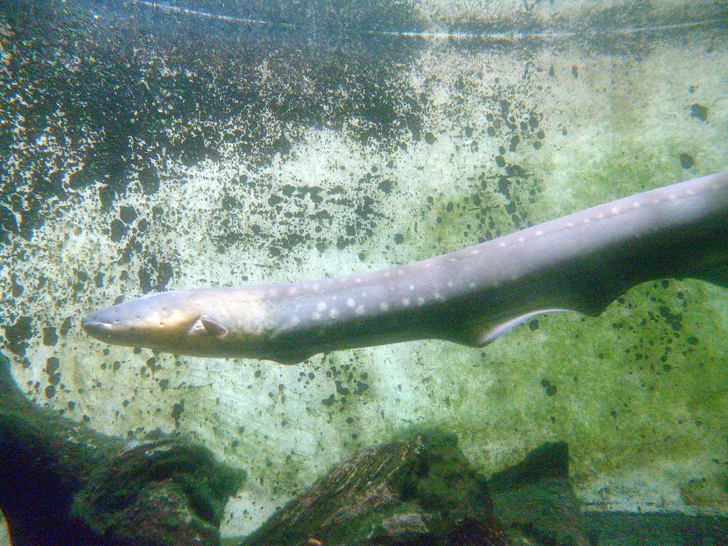  p>电鳗属于裸背电鳗科的鳗形南美鱼类,拉丁学名为electrophorus