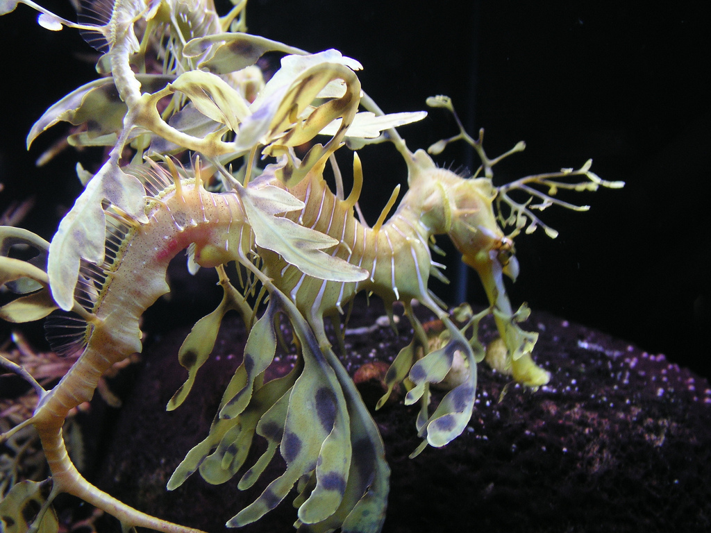  p>叶海龙(学名: i>phycodurus eques /i>)是海龙科,叶海龙属鱼类.