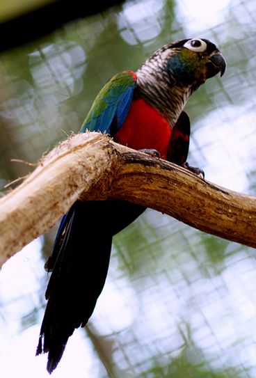  p>绯红腹锥尾鹦鹉(学名:pyrrhura perlata)是典型的 a href="#">攀禽