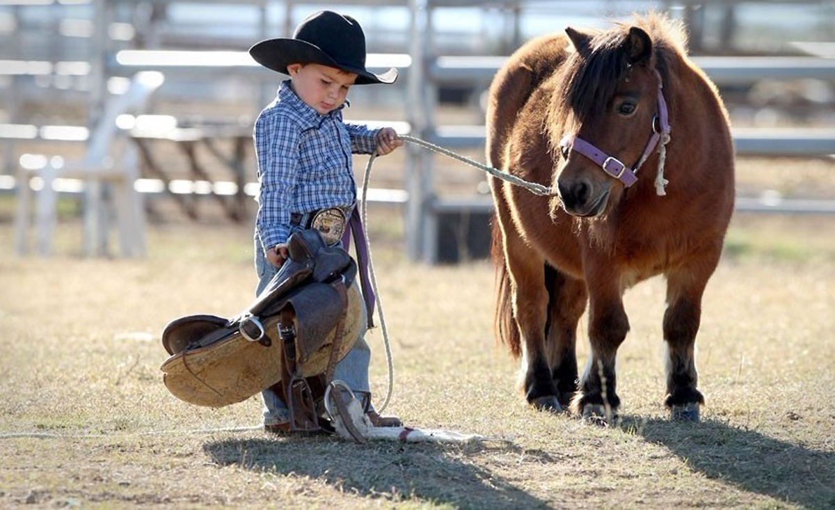  p>威尔士小型马,一种身躯矮小的马,普遍用作儿童和成人的坐骑,在