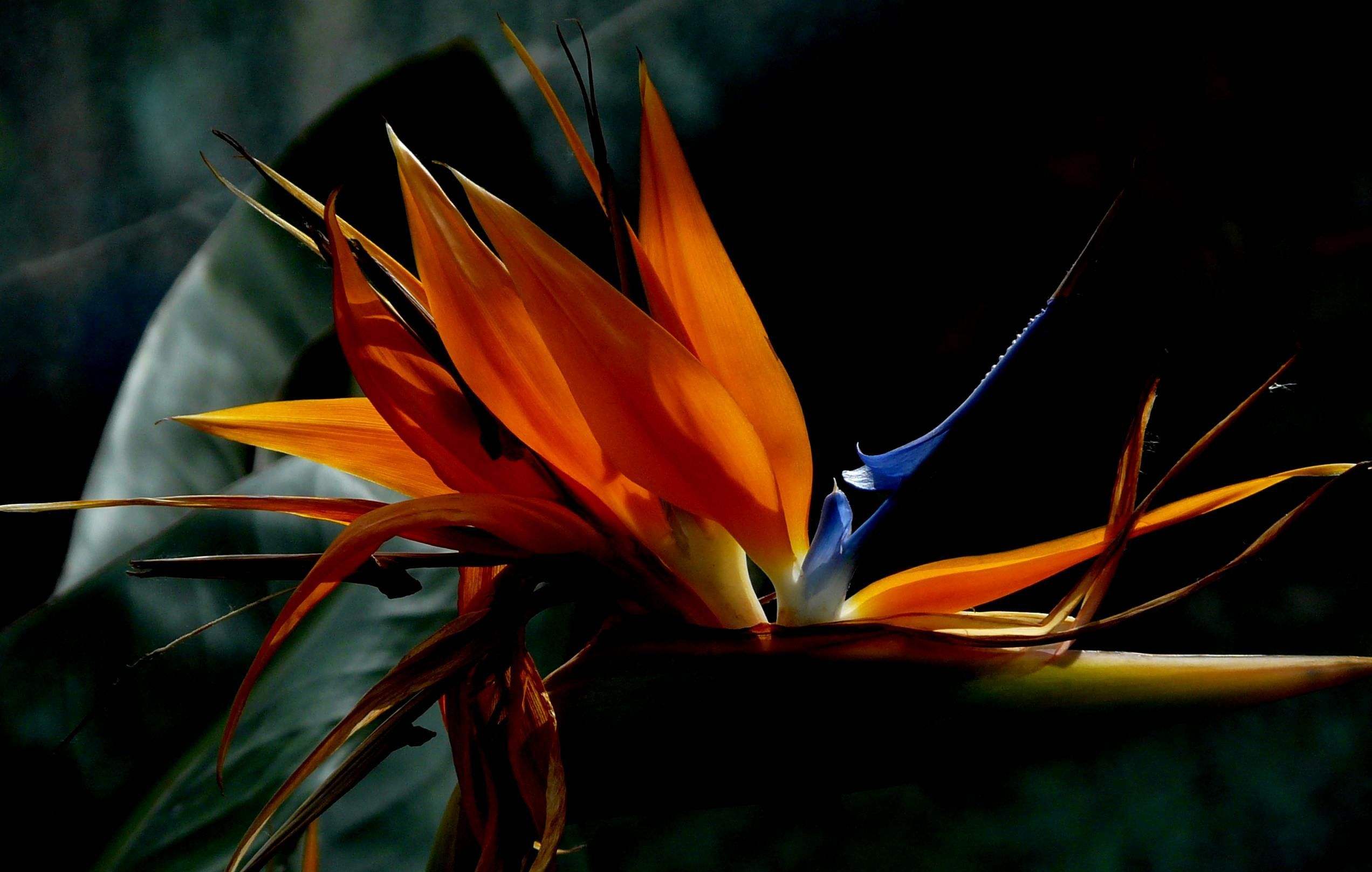  p data-id="txwaaywztlpt">鹤望兰,旅人蕉科鹤望兰属多年草本植物,无