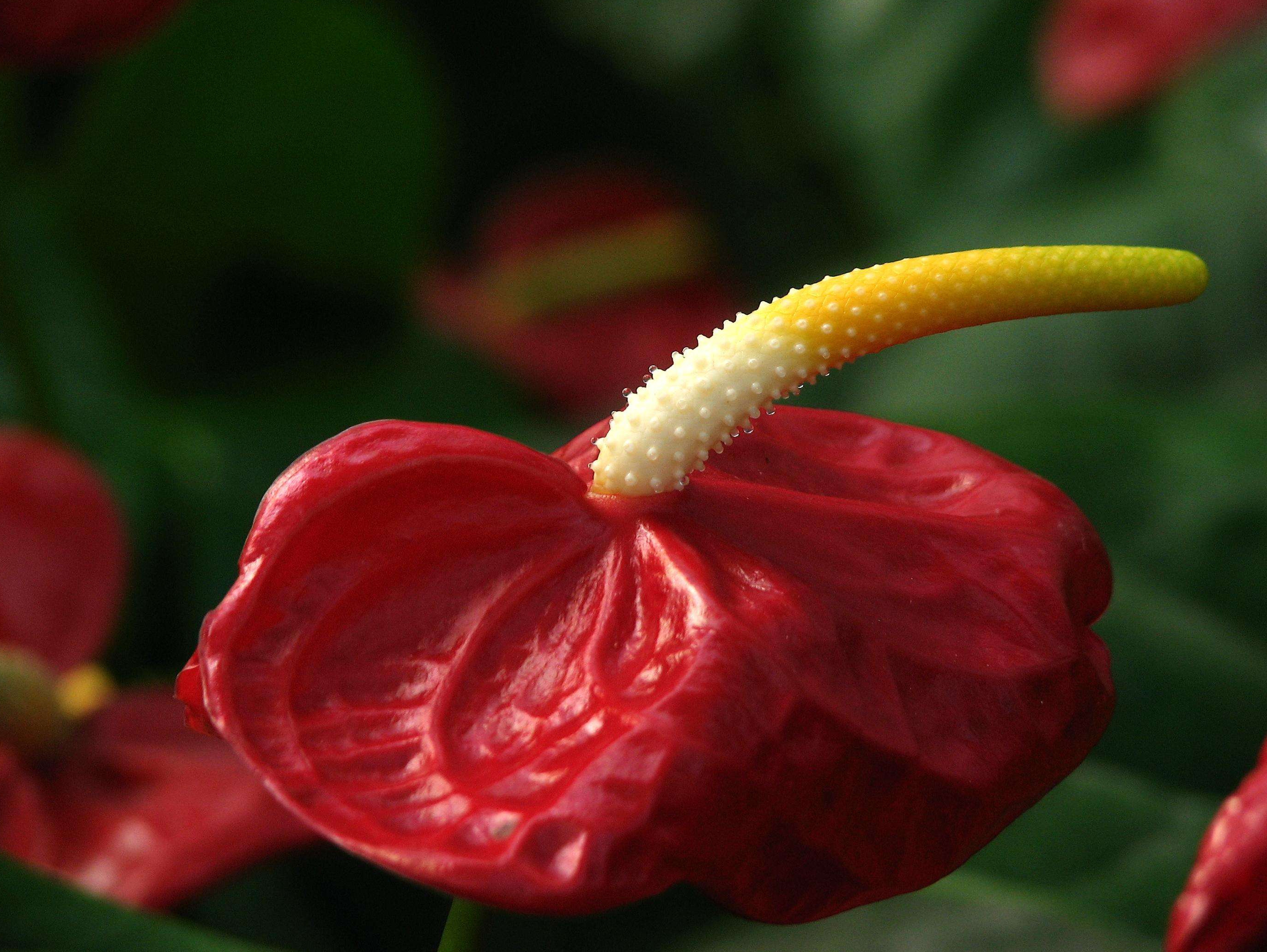 ="_blank" href="/item/单子叶植物纲">单子叶植物纲 /a>天南星科 a