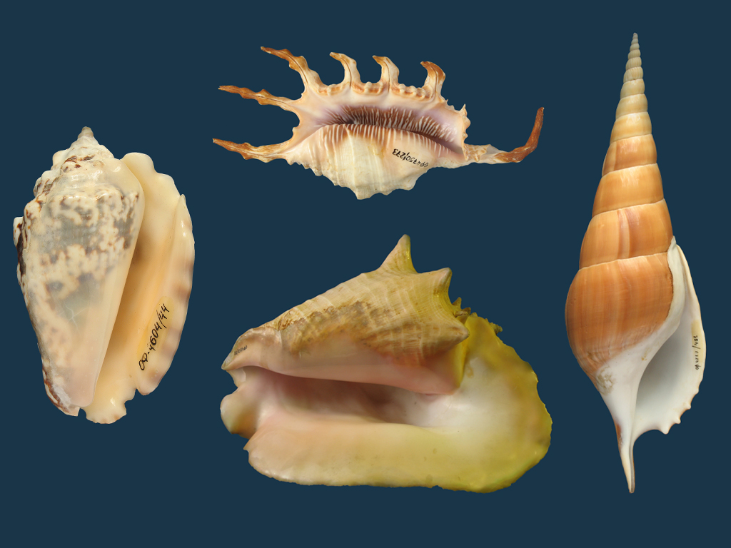  p>凤凰螺科(学名: i>strombidae /i>) a href="#" data-lemmaid="